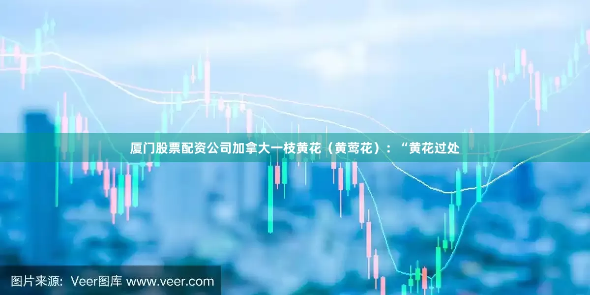 厦门股票配资公司加拿大一枝黄花（黄莺花）：“黄花过处